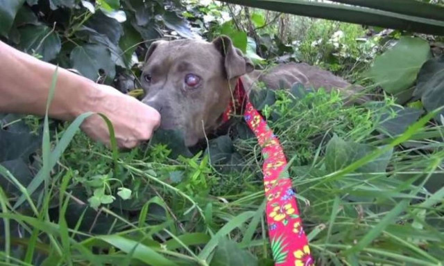 Δείτε ένα από τα πιο συγκινητικά βίντεο διάσωσης (pics+video)