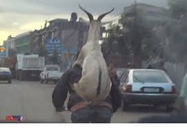 Βίντεο: Τους τρέλανε κάνοντας δικάβαλο με... κατσίκα