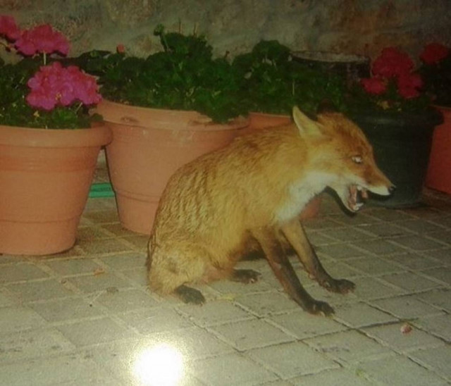 Φθιώτιδα: Μασκότ του χωριού μια... πονηρή αλεπού! (pics)