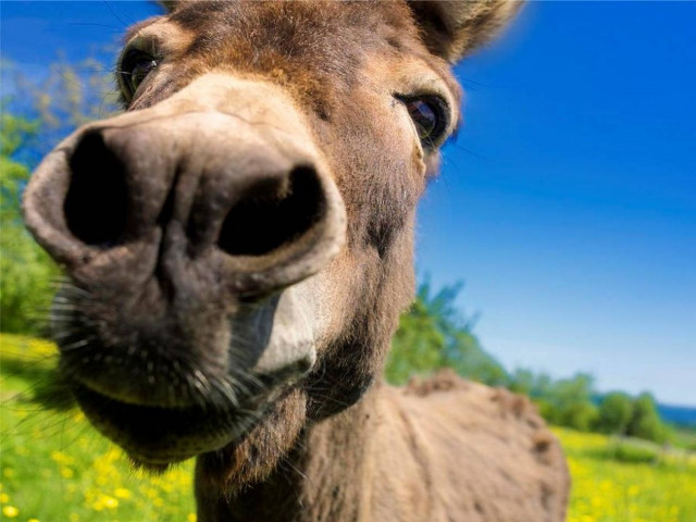 ANEKΔΟΤΟ: Ένας γάιδαρος έπαιζε στη Γιουβέντους