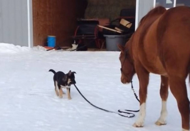 Κουτάβι βγάζει άλογο για βόλτα (Video)
