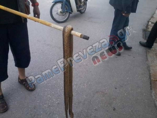 Πρέβεζα: Βγήκαν βόλτα τα φίδια