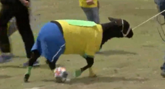 Ποδοσφαιρικός αγώνας με πρόβατα (vid)