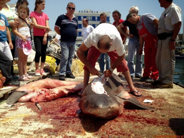 Αυτό είναι το καρχαριοειδές που αλιεύτηκε στο λιμάνι της Τήνου