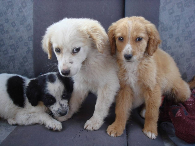 ΣΟΚ στον Κατσαμπά Κρήτης: Δολοφόνησαν με γυαλιά 8 σκυλάκια