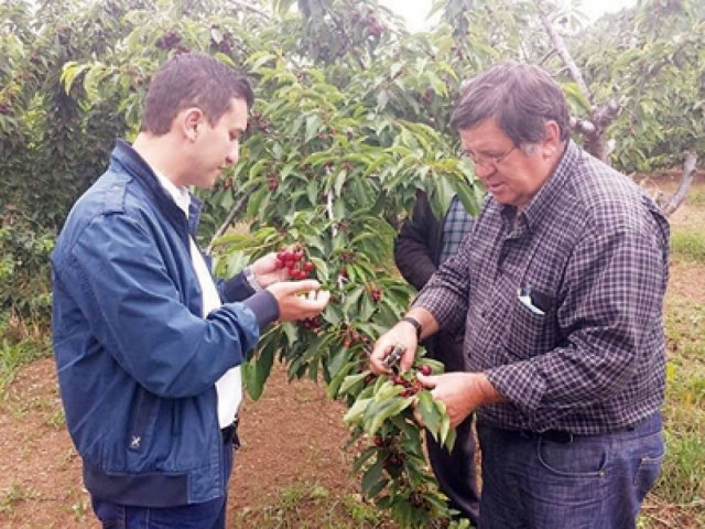 Θράκη: Η βροχή έδωσε το τελικό χτύπημα στα κεράσια