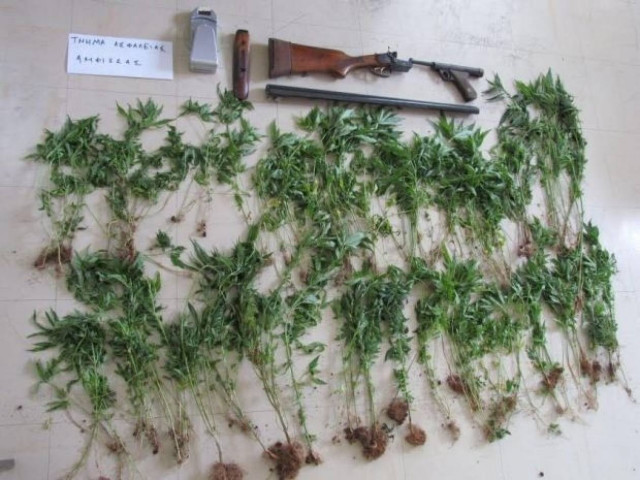 Ο καβγάς με το γείτονα «αποκάλυψε» τα 231 δενδρύλλια με το χασίς