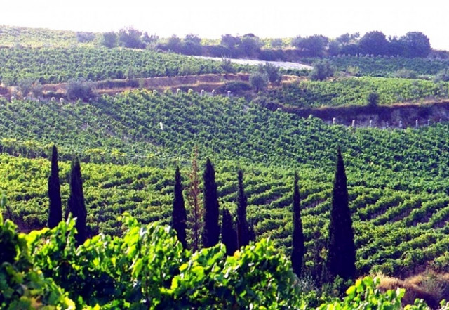 Εκδήλωση στο Τελλόγλειο Ίδρυμα για την ελληνική οινοποιία