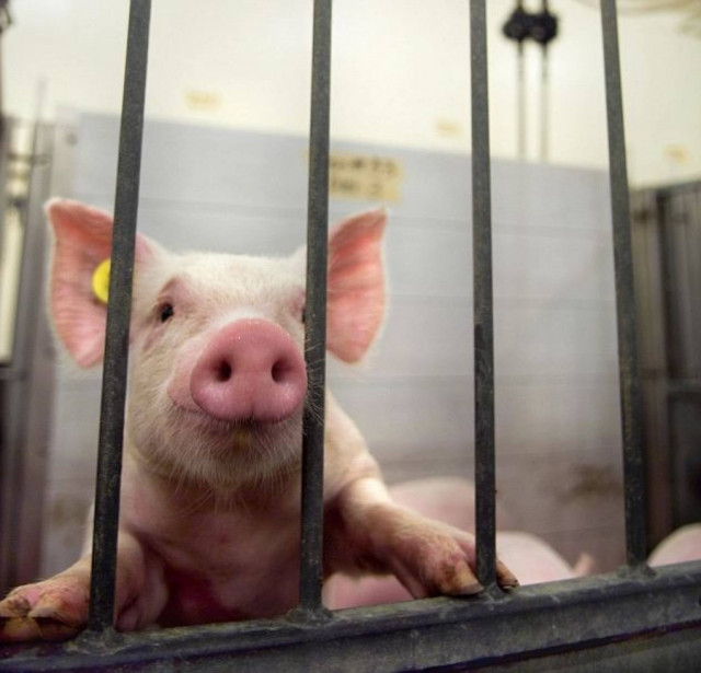 Αυτό το γουρούνι ποιος θα το... φάει; (pics)