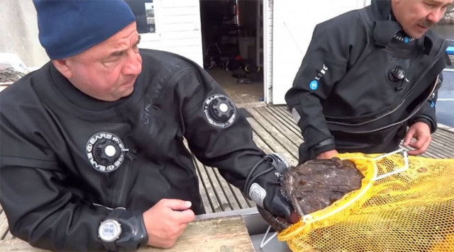 Πεσκανδρίτσα… «ψάρεψε» ψαροτουφεκά (Video)