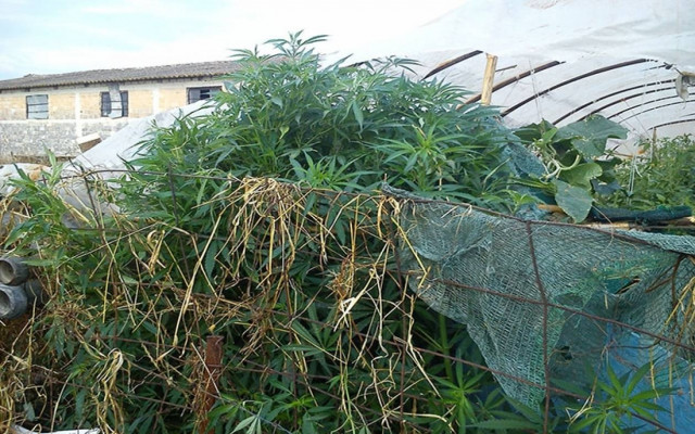 Γαστούνη: 73χρονος καλλιεργούσε ναρκωτικά σε θερμοκήπιο (pic)