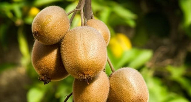 Πέλλα: Σε κτήμα στο Δροσερό πρωτοεμφανίστηκε το βακτηριακό έλκος ακτινιδιάς