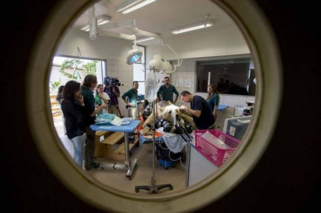 Βάζοντας μια αρκούδα στο χειρουργείο (pics)