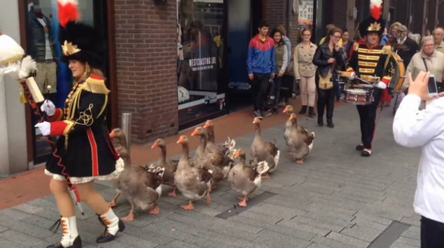 Έβγαλε τις... χήνες για παρέλαση! (βίντεο)