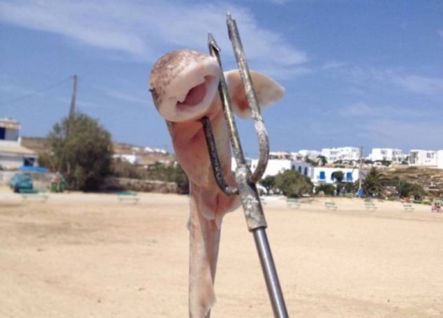 Στο βωμό της δημοσιότητες «πέφτουν» και καρχαρίες...