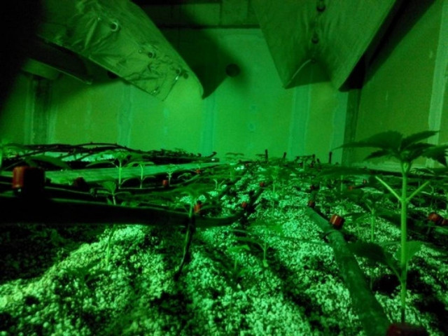 Θεσσαλονίκη: 41χρονος καλλιεργούσε 715 φυτά κάνναβης στο σπίτι του!