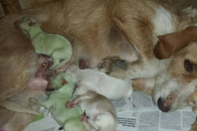 Γεννήθηκαν... πράσινα κουταβάκια! (pic)