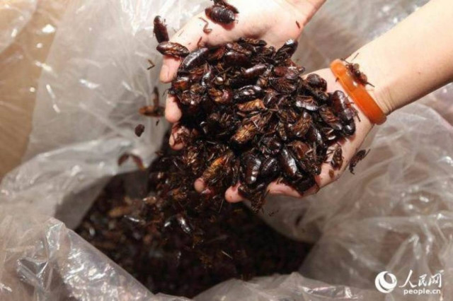 Έχει για κατοικίδια... 100.000 κατσαρίδες! (pics)