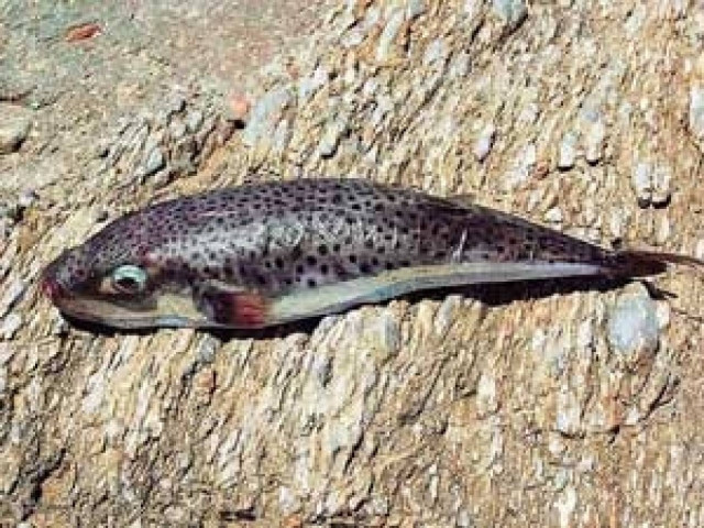 Συναγερμός σε ψαράδες και εστιάτορες για τον τοξικό Λαγοκέφαλο (vid)