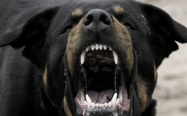 Ξάνθη: Αδέσποτο δάγκωσε 9χρονο