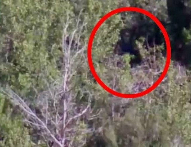 Ανατριχιαστικό: Το μυθικό τέρας τους... παρακολουθούσε; (vid)