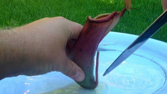 Δεν φαντάζεστε τι βρήκαν στο στομάχι ενός σαρκοφάγου φυτού (video)