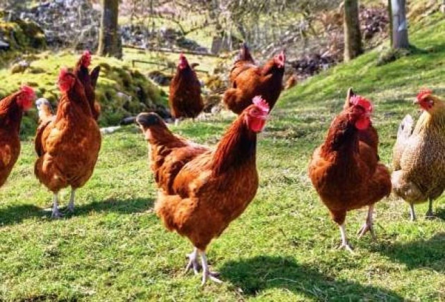 Έκλεψε κότες και συνελήφθη για ναρκωτικά