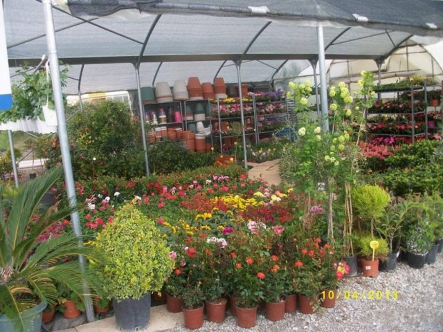 Το μεγαλύτερο φυτώριο με τριανταφυλλιές στην Ελλάδα μετρά τρεις γενιές παράδοσης