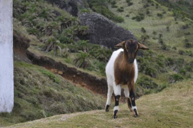 Κυνήγαγε μία κατσίκα και βρέθηκε στον....