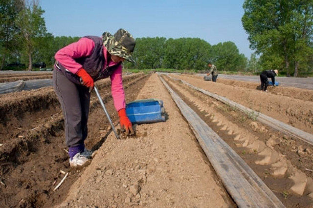Έβρος: «Κατέκτησαν» τους Γερμανούς τα σπαράγγια Ν. Βύσσας