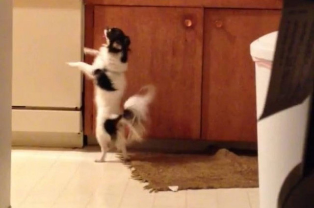 Τσιουάουα χορεύει Salsa στους ρυθμούς του Conga (Video)