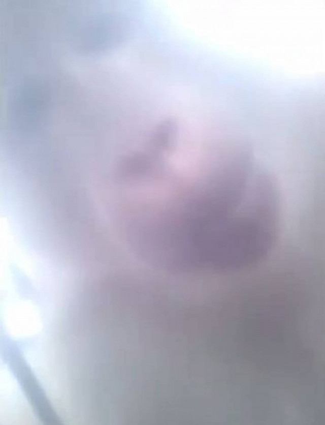 Μαϊμού κλέβει κινητό και... χαστουκίζει την ιδιοκτήτρια! (βίντεο)