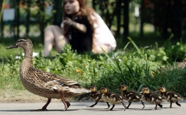 Σταμάτησε να βοηθήσει τις πάπιες και προκάλεσε το θάνατο 2 ανθρώπων