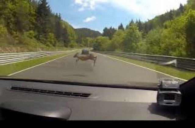Τροχαίο ατύχημα με... ελάφι! (βίντεο)