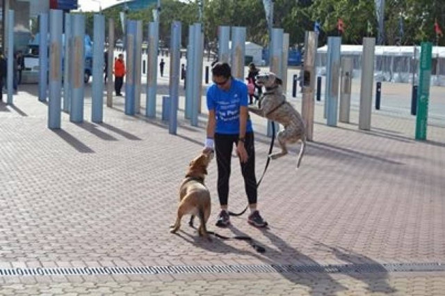 Μαραθώνιος πρώην αδέσποτων σκυλιών σε Αθήνα και Σίδνεϊ