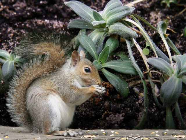 Αρχαίο φυτό βλάστησε ξανά έπειτα από 32.000 χρόνια!
