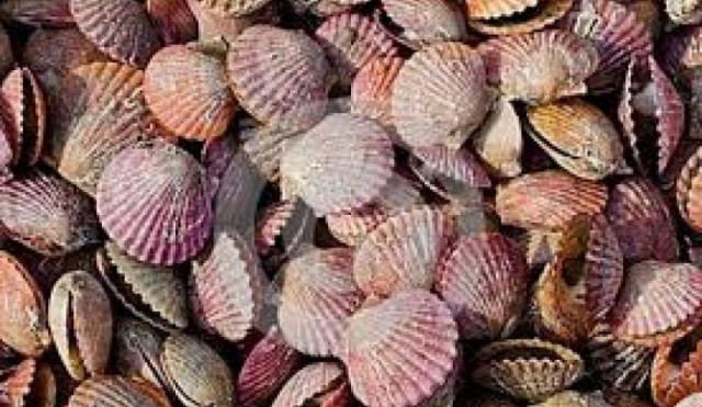 Αλεξανδρούπολη: 1,5 τόνος ακατάλληλα όστρακα και δυο συλλήψεις