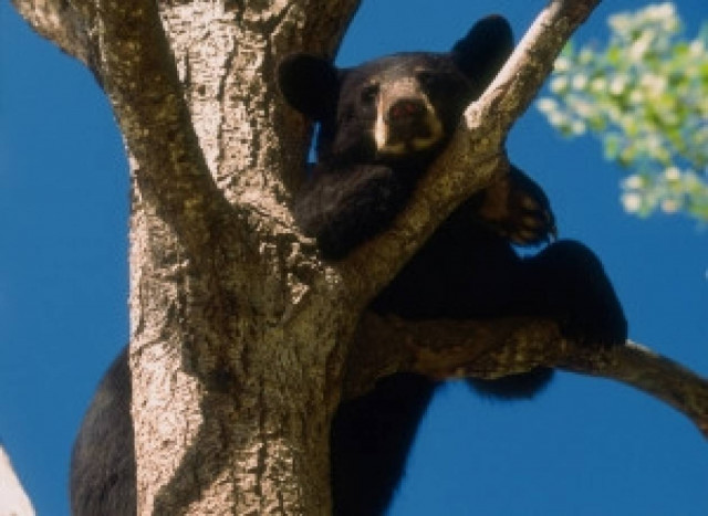 Αρκούδα εισέβαλε σε παιδικό πάρτι και έφαγε...