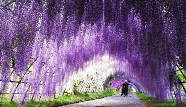 Kawachi Fuji Garden: Αυτός ο κήπος είναι ο παράδεισος επί γης