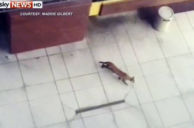 ΗΠΑ: Πούμα σκόρπισε τον τρόμο σε εμπορικό! (video+photos)