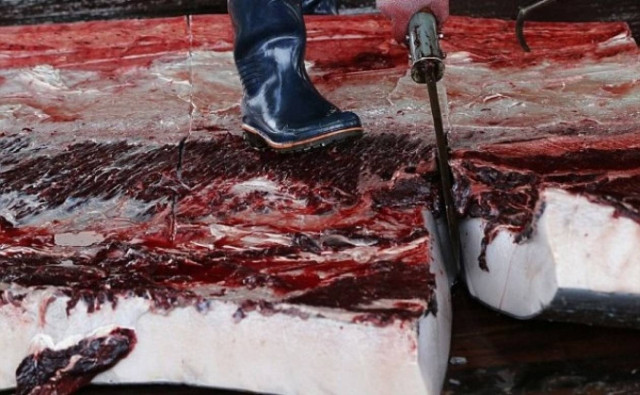 Σκληρές εικόνες: Κατακρεούργησαν φάλαινες σε μαθητική εκδρομή και...