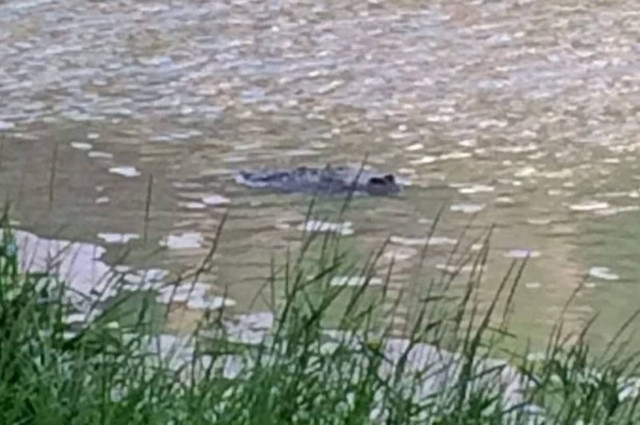 Βρετανία: Νέες φωτογραφίες από το τέρας του Μπρίστολ! (photos)