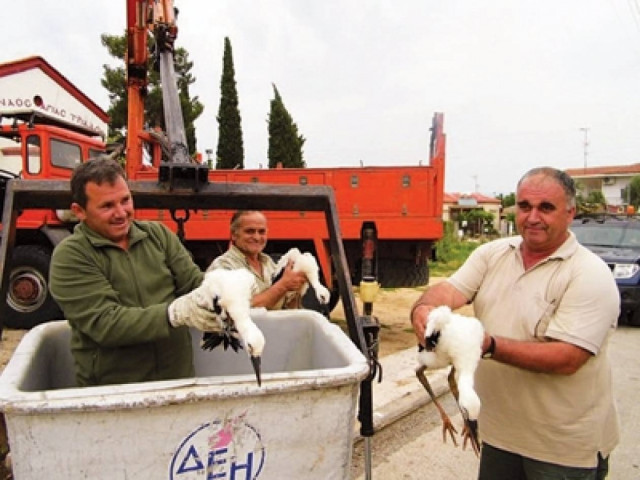 Ροδόπη: Σώθηκαν τέσσερις πελαργοί χάρη σε εθελοντές