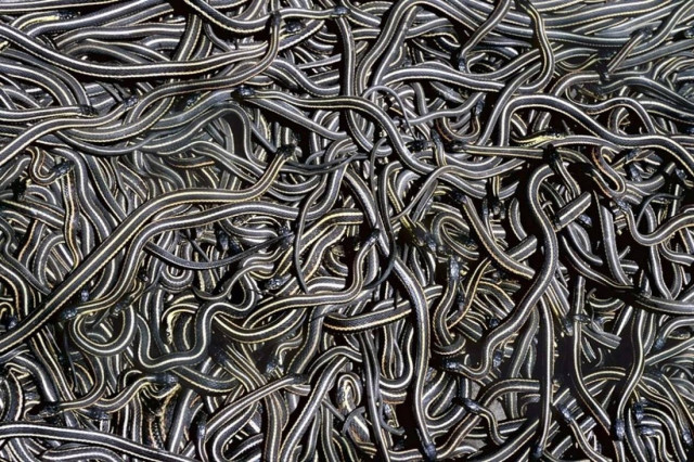 Το μεγαλύτερο ζευγάρωμα φιδιών στον κόσμο (ΒΙΝΤΕΟ)