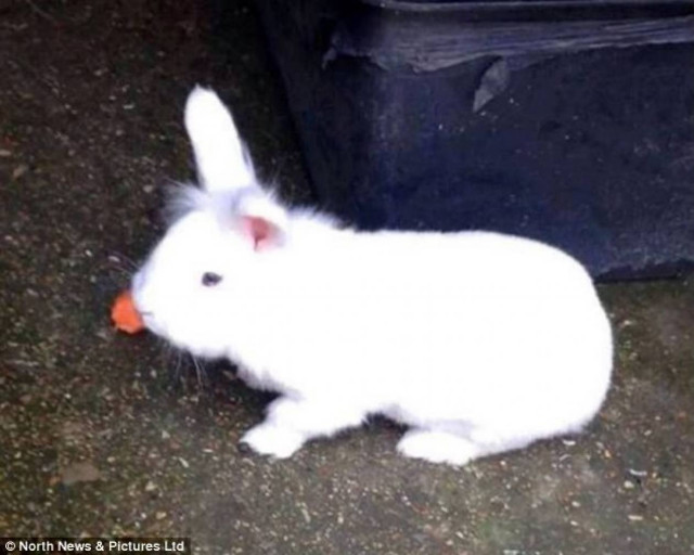 Έκλεψαν κουνέλι, το βασάνισαν και το «ανέβασαν» σε βίντεο! (pics)