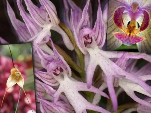 Λουλούδια με μορφές ζώων: Όταν η φύση «παίζει» περίεργα παιχνίδια