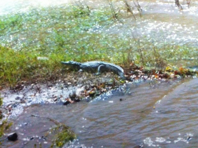 Αυτός είναι ο κροκόδειλος που εμφανίστηκε στο Ρέθυμνο!