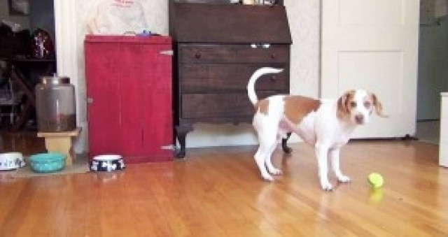 Η απίστευτη αντίδραση ενός σκύλου που πήρε 100 μπαλάκια δώρο γενεθλίων!