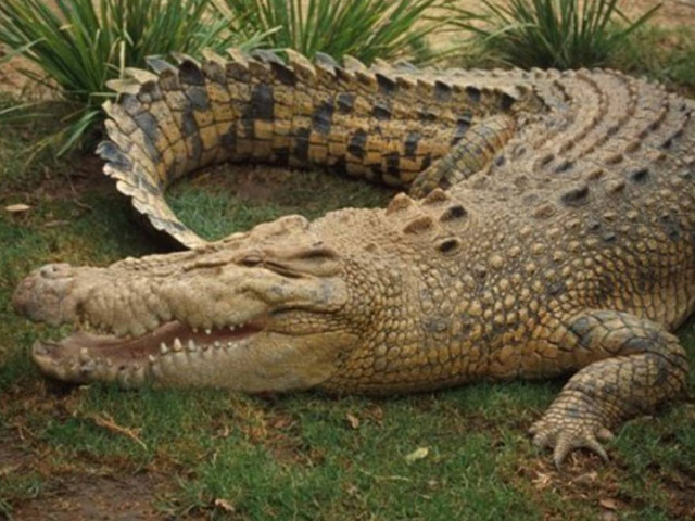 Ο κροκόδειλος που αγάπησε η Ελλάδα και οι στίχοι του Σ. Κραουνάκη