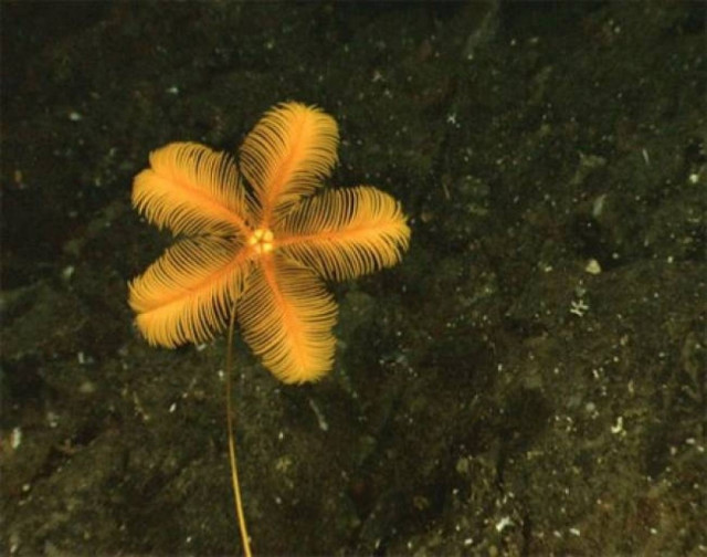 Η νιότη των λουλουδιών μπορεί να παραταθεί: έρευνα